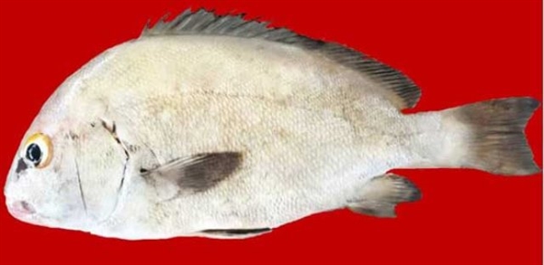 کشف گونه جدید ماهی از سواحل مکران 